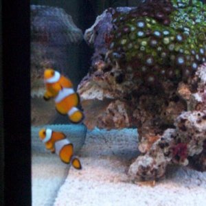 clowns222.JPG