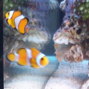 clowns222.JPG