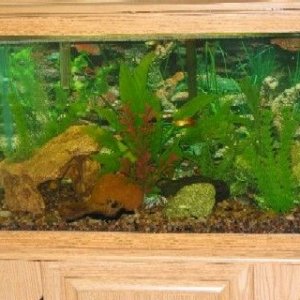 20gal_redo2.jpg