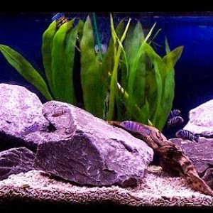 45gallon_march28_3.jpg