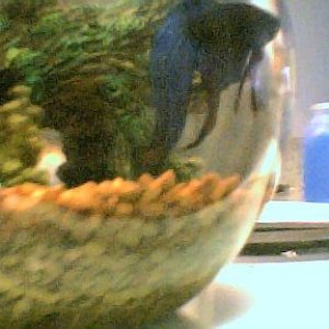 betta005.jpg