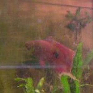 Andrew__s_tanks_3_049__2_.jpg