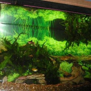 Andrew__s_tanks_3_068__2_.jpg