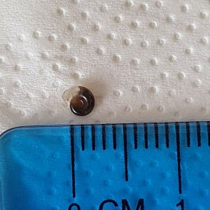 snail 19.05.21.jpg