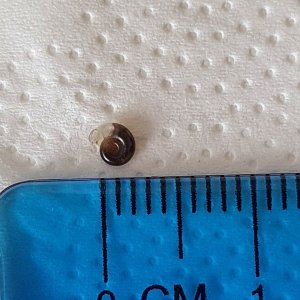 snail 19.05.21.jpg