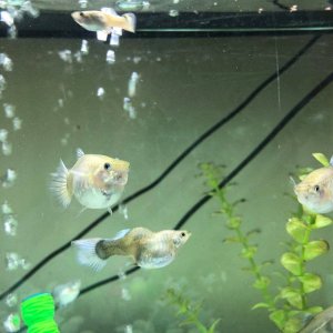 guppies 2.jpg