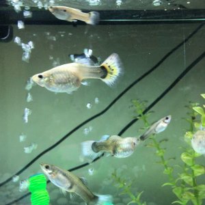 guppies.jpg
