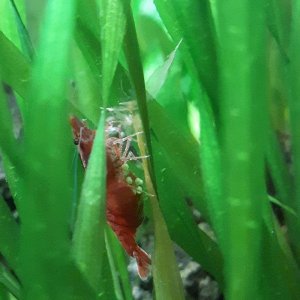 Cherry_Shrimp_Eggs.jpg