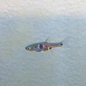 RubyTetra.jpeg