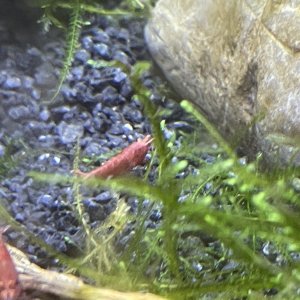 CherryShrimp2-1.jpg