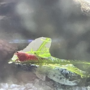 CherryShrimp2-2.jpg