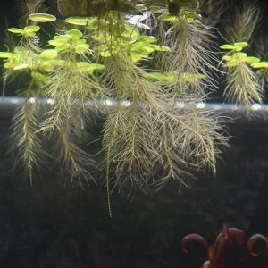 WaterLettuce.JPG