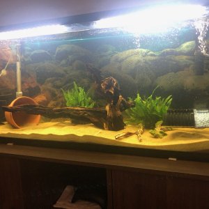 55 gallon.jpeg