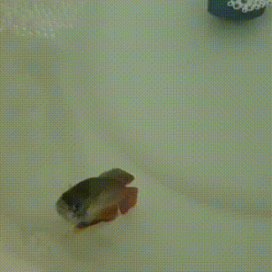 Video.gif