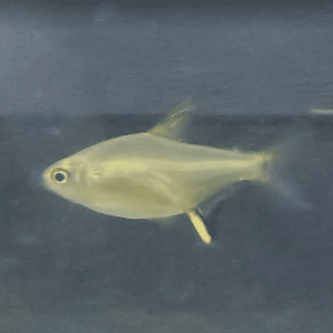 Lemon tetra.png