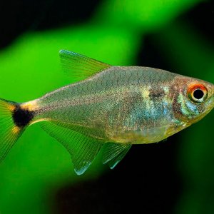 Hemigrammus ocellifer1.jpg