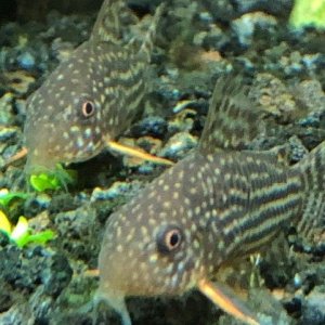 corydoras.jpg