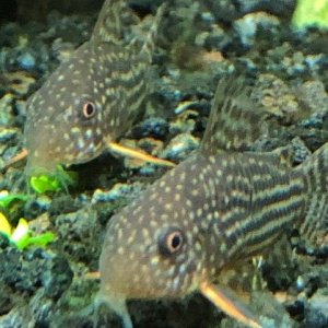 corydoras.jpg