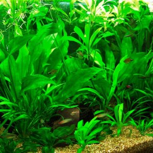 Echinodorus with inflorescences (1).JPG