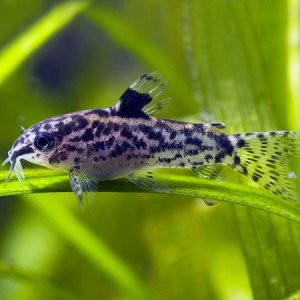 Aspidoras-pauciradiatus.jpg