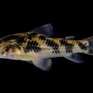 Aspidoras_kiriri_live_holotype_clean.jpg