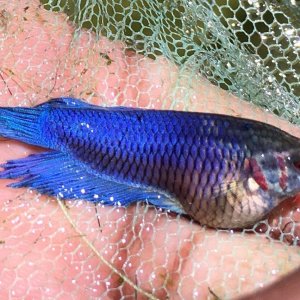 swollen betta2.JPG