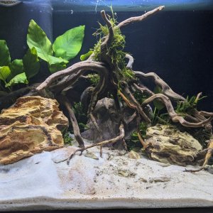fishtank planted.jpg