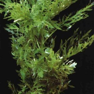 Hygrophila difformis3.jpg