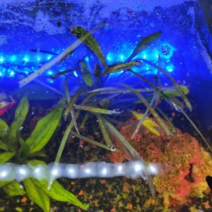 plants.jpg