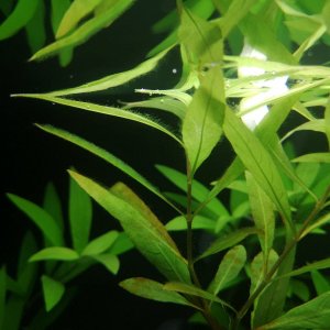 Algae on Plant.jpg