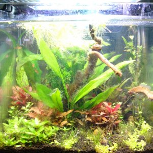front tank with ember tetras.JPG