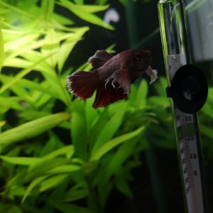 fishy.jpg