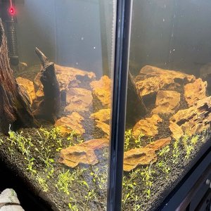 Glossostigma.jpg