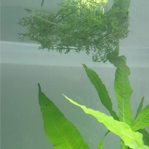 water sprite aquarium.jpeg