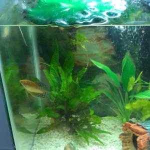 Gourami 1.jpg