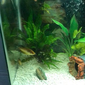 Gourami 3.jpg