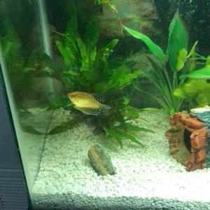 Gourami 4.jpg