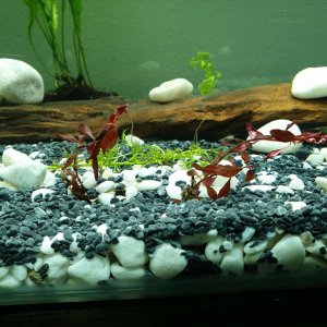 Ludwigia sp red.JPEG