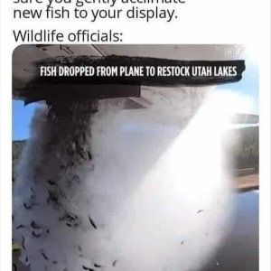 Fish.jpg