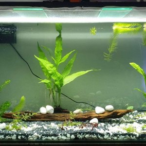 aquarium update hornwort and amazon sword.JPEG