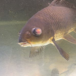 koi pop eye 3.jpg