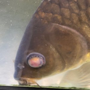 koi pop eye 2.jpg