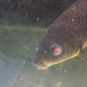 koi pop eye 1.jpg
