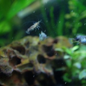 DSCF4115.JPG