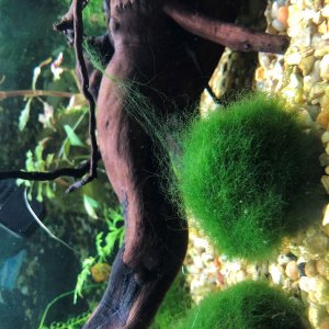 Algae 1.jpg