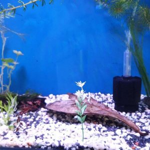 small aquarium update water wisteria and java moss.JPEG