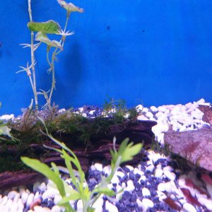 java moss in small aquarium.JPEG