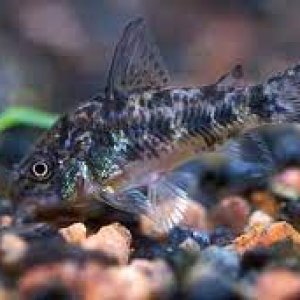 corydoraPaleatus.jpg