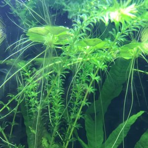 frogbit (1).jpg