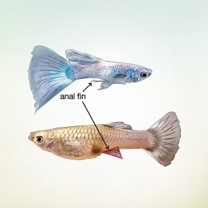 Identify-Male-and-Female-Guppies-Step-7-Version-2.jpg